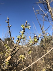 Forestiera phillyreoides