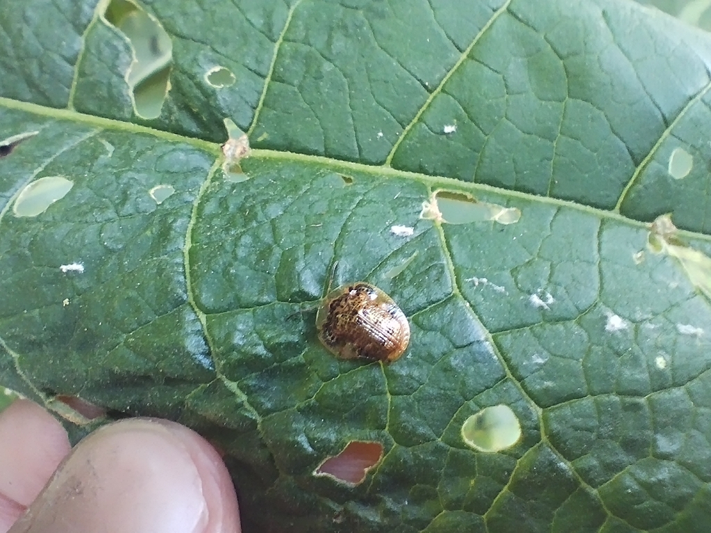 Microctenochira aciculata