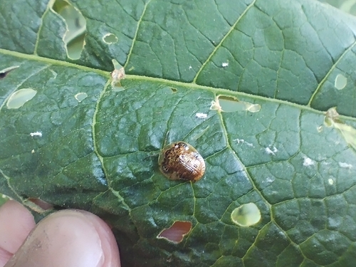Microctenochira aciculata
