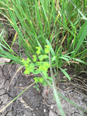Euphorbia spathulata