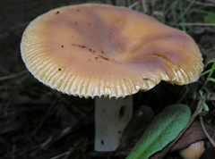 Russula neerimea