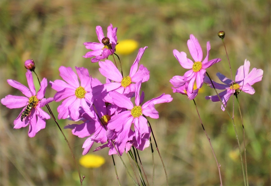 Coreopsis nudata