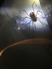Clavicranaus