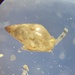 Astyris lunata - Photo (c) larvalfishguy, alguns direitos reservados (CC BY-NC)