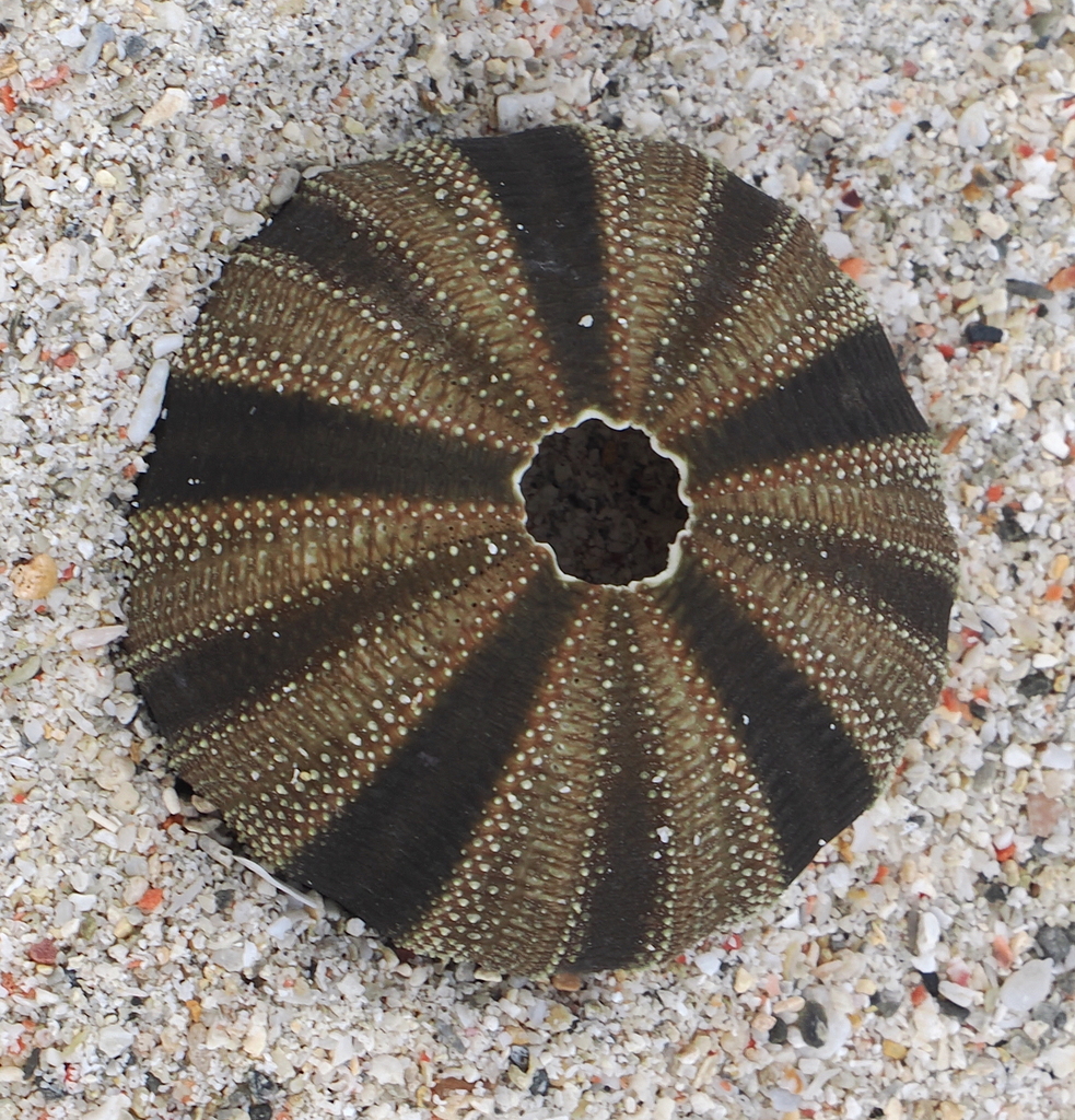 Mespilia globulus