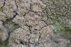 Endocarpon pallidulum