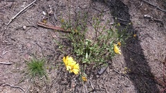 Dimorphotheca sinuata