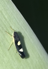 Pachitea subflava