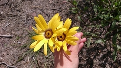 Dimorphotheca sinuata