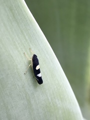 Pachitea subflava