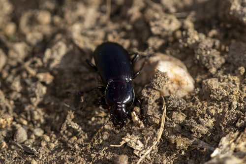 iNaturalist observation photo of Hypherpes