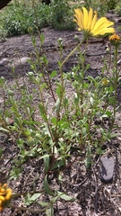 Dimorphotheca sinuata