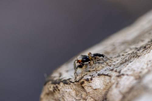 iNaturalist observation photo of Habronattus pyrrithrix