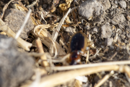 iNaturalist observation photo of Tule Beetle