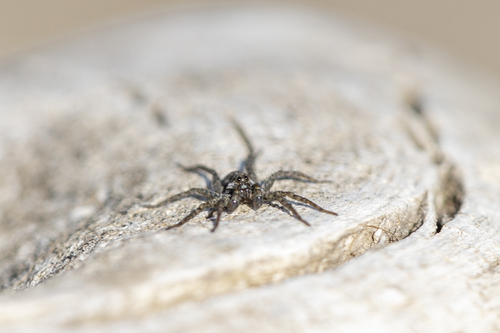 iNaturalist observation photo of Thin-legged Wolf Spiders