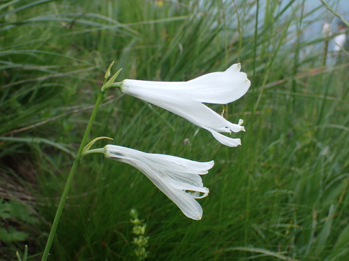Image of Paradisea liliastrum by (c) Milan Chytrý, some rights reserved (CC BY)
