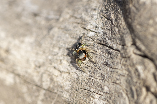 iNaturalist observation photo of Habronattus pyrrithrix
