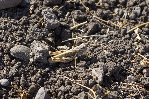 iNaturalist observation photo of Devastating Grasshopper