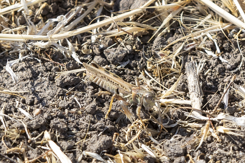 iNaturalist observation photo of Devastating Grasshopper