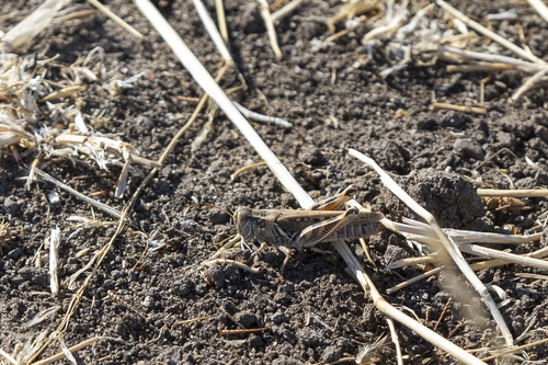 iNaturalist observation photo of Devastating Grasshopper