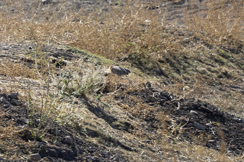 iNaturalist observation photo of Burrowing Owl