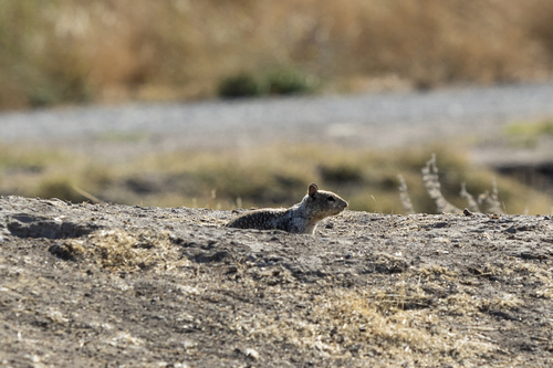 iNaturalist observation photo of California Ground Squirrel