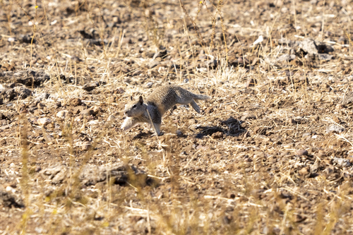 iNaturalist observation photo of California Ground Squirrel