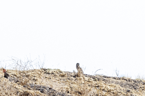iNaturalist observation photo of Burrowing Owl