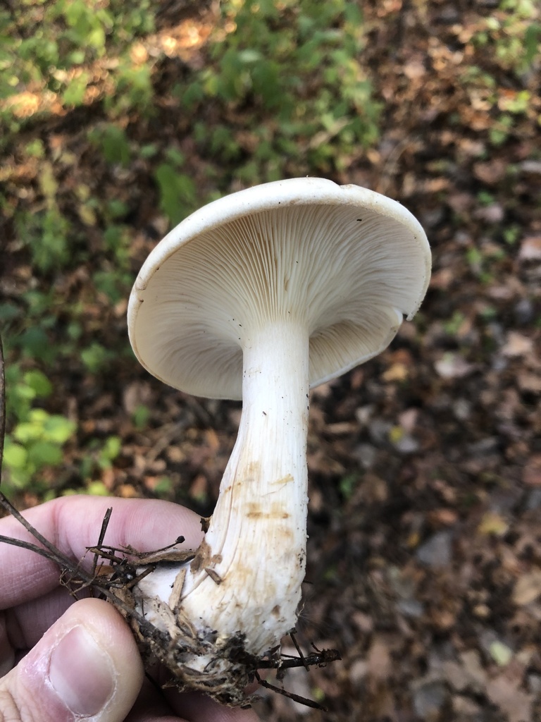 Large White Leucopax from VadnaisSnail Lakes Regional Park, Vadnais