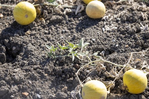 iNaturalist observation photo of coyote melon