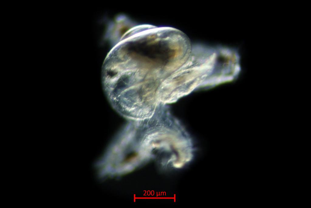 Beatic Dwarf Olive Snail from Quadra Island on June 7, 2021 by Hakai ...
