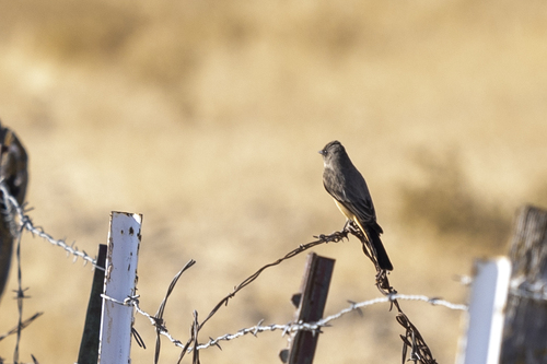 iNaturalist observation photo of Say's Phoebe