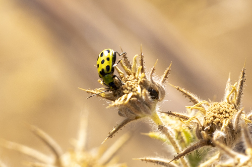 iNaturalist observation photo of Spotted Cucumber Beetle