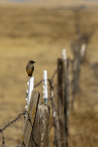 iNaturalist observation photo of Say's Phoebe