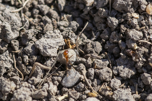 iNaturalist observation photo of Southern Fire Ant