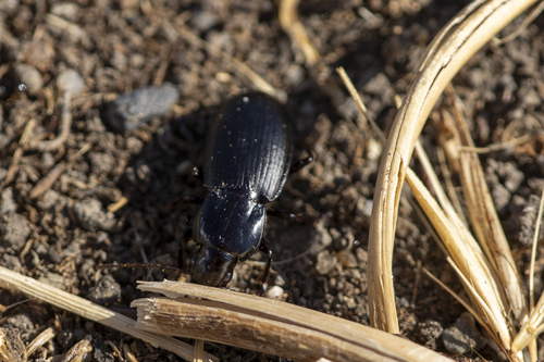 iNaturalist observation photo of Hypherpes