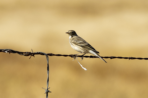 iNaturalist observation photo of American Pipit