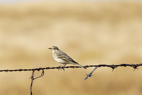 iNaturalist observation photo of American Pipit