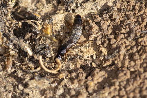 iNaturalist observation photo of Quedius
