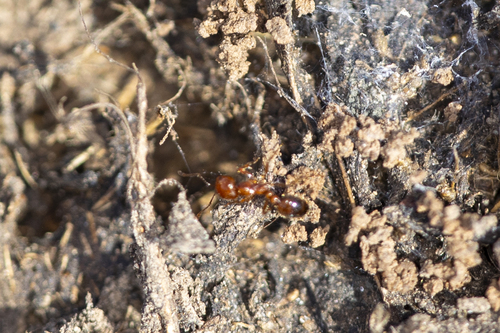 iNaturalist observation photo of Southern Fire Ant