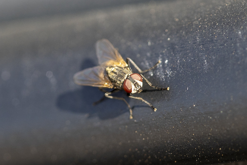 iNaturalist observation photo of Common House Fly