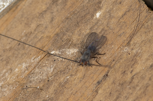 iNaturalist observation photo of Muscoid Flies