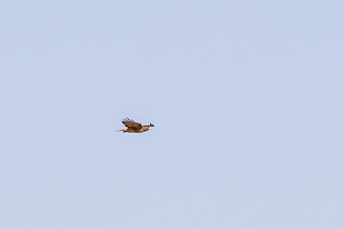 iNaturalist observation photo of Red-tailed Hawk