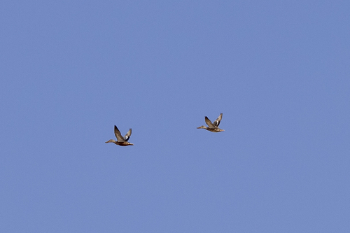 iNaturalist observation photo of Northern Shoveler