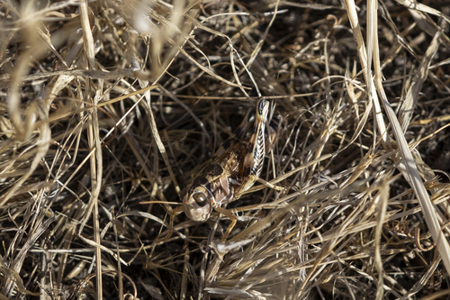 iNaturalist observation photo of Valley Grasshopper