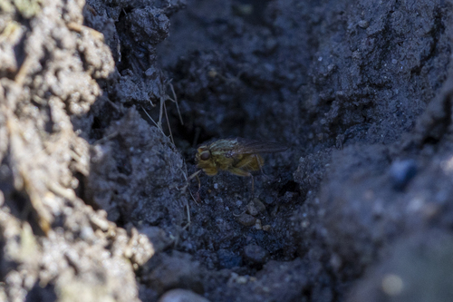 iNaturalist observation photo of Golden Dung Fly