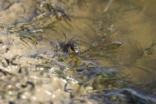 iNaturalist observation photo of Scathophaga