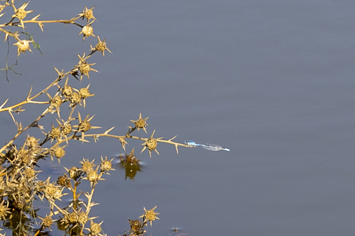 iNaturalist observation photo of Bluets