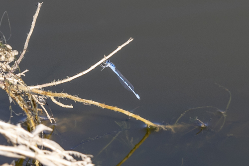 iNaturalist observation photo of Bluets