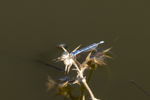 iNaturalist observation photo of Bluets